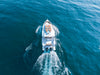 2027 Cruisers Yachts 38 VTR 38.0 feet, Clearwater, Florida #31